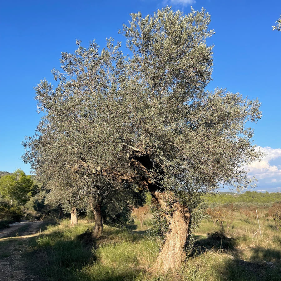Olive tree in a field with a clear blue sky