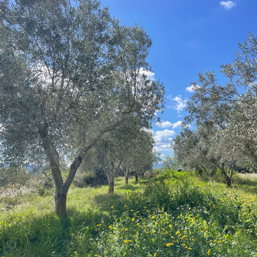 Olive trees in a field with a clear blue sky