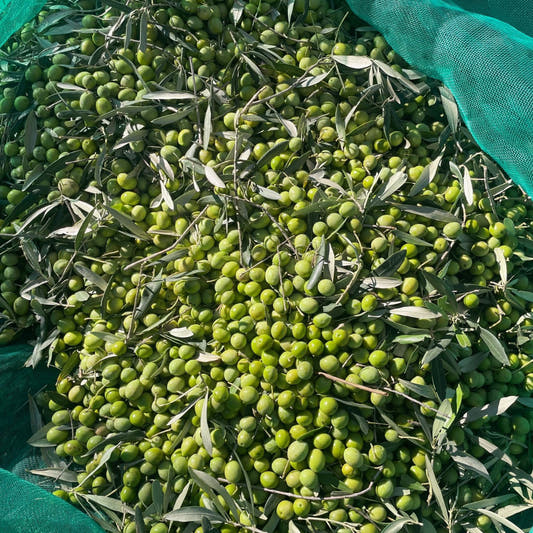 Pile of green olives with leaves on a green background